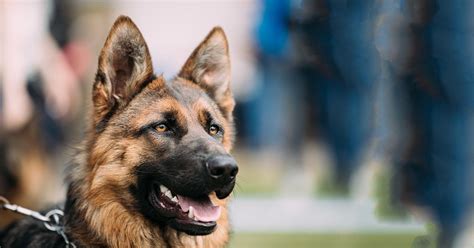 Behind the Scenes of Dark Magic German Shepherds: A Closer Look at their Training and Abilities